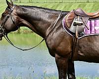 twilight-farms-thoroughbred-horse