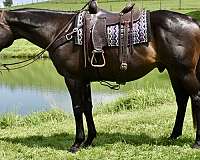 catemaco-horse