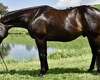 twilight-farms-horse