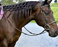 restarted-thoroughbred-gelding