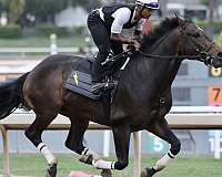 finished-thoroughbred-gelding