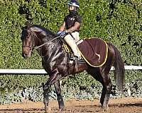 catemaco-gelding