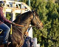 off-the-track-thoroughbred-horse