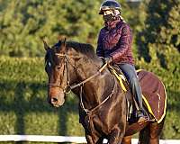restarted-thoroughbred-horse