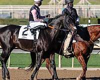 finished-thoroughbred-horse
