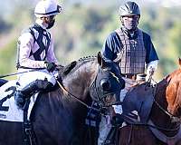 thoroughbred-horse