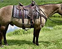 grulla-pleasure-driv-horse