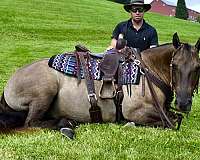 pleasure-driv-gelding