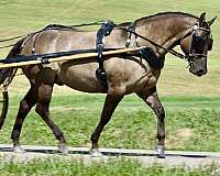 pleasure-driv-horse