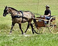 all-around-quarter-horse