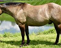 athletic-quarter-horse