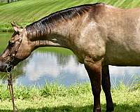 beginner-quarter-horse