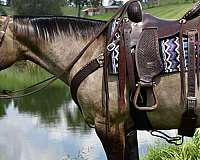 companion-quarter-horse