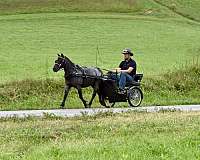 family-fun-pony-gelding