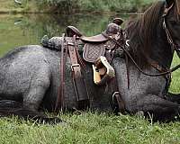 blue-roan-harness-pony
