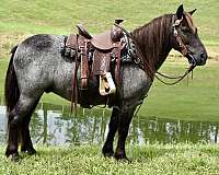 blue-roan-pony