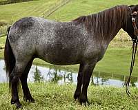 driving-pony