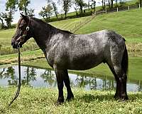 trick-pony