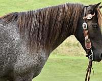 traffic-safe-pony