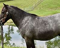 all-around-pony