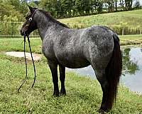 beginner-pony