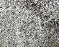 companion-pony