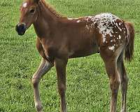 endurance-appaloosa-araloosa-horse