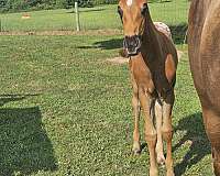 foundation-appaloosa-araloosa-horse