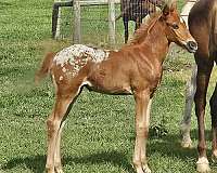 athletic-appaloosa-araloosa-horse