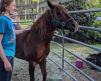 adorable-mustang-pony