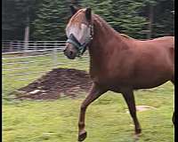 all-mustang-pony