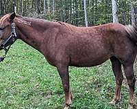 blanket-mustang-pony