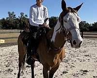 paint-mare