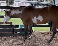 paint-horse-for-sale