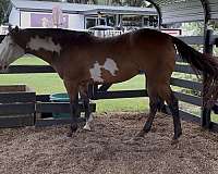 paint-horse