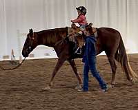 area-missouri-fox-trotter-horse