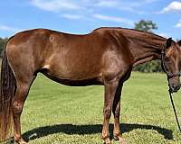 capable-missouri-fox-trotter-horse