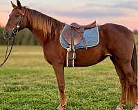breeds-missouri-fox-trotter-horse
