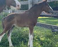 color-producer-irish-draught-horse