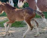 14-hand-irish-draught-horse