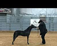 shetland-pony-for-sale