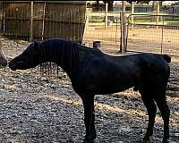 shetland-pony-stallion