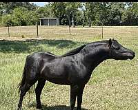 shetland-pony