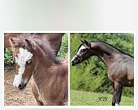 stallion