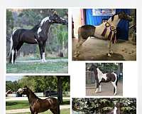 stallion-filly