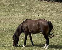 black-stallion-horse