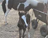 stallion-mare