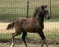 black-filly-for-sale