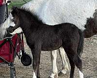 stallion-horse