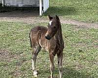black-mare-for-sale